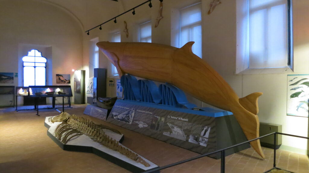 2001 Balena, Museo Geologico Castell'Arquato,