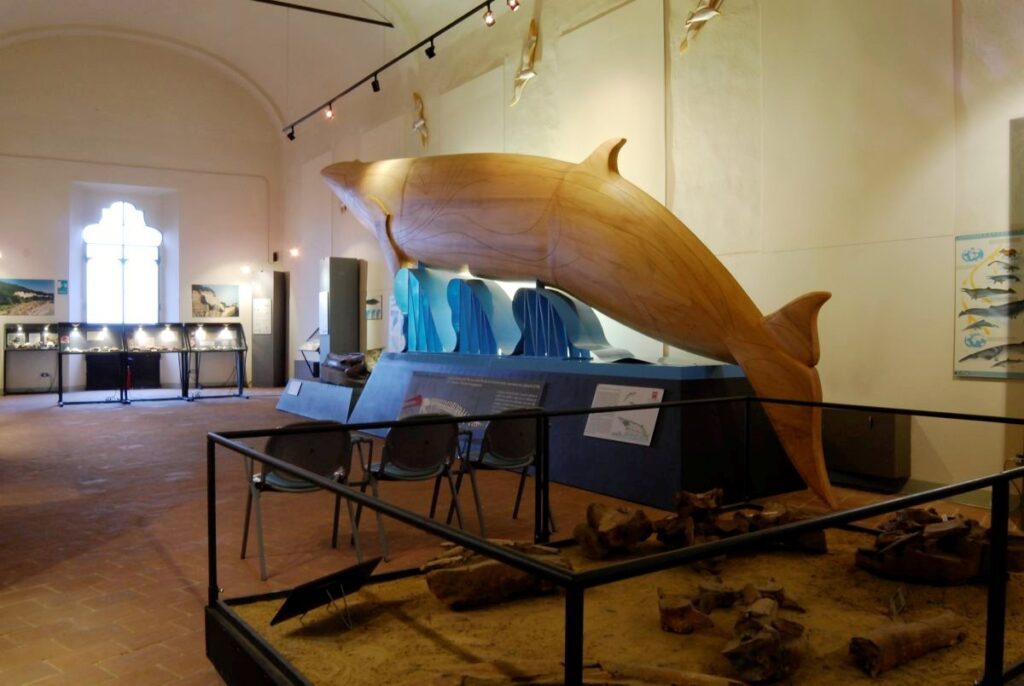 2001 Balena, Museo Geologico, Castell'Arquato